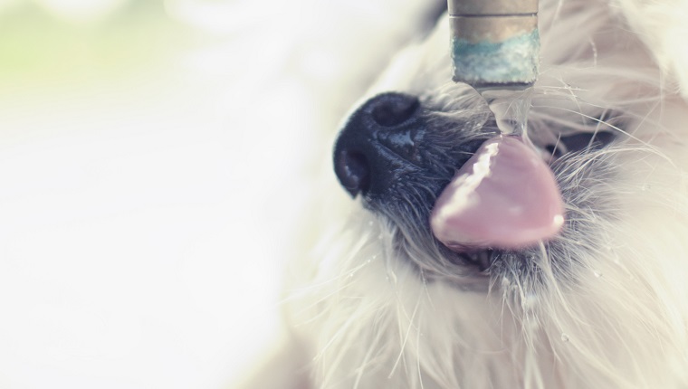 Dog drinking water.