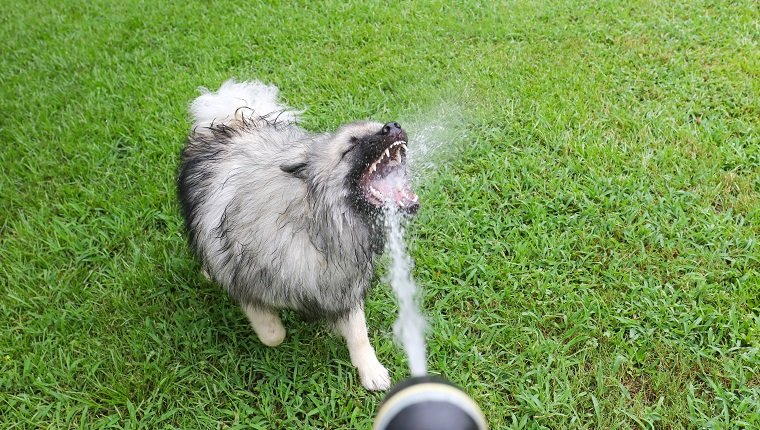 Keeshong playing with water