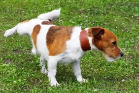 Dog pissing on a green grass meadow in a park outdoors