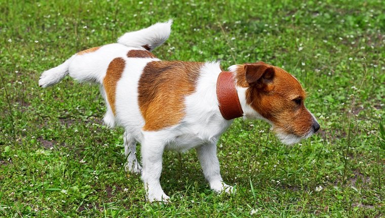 Dog pissing on a green grass meadow in a park outdoors