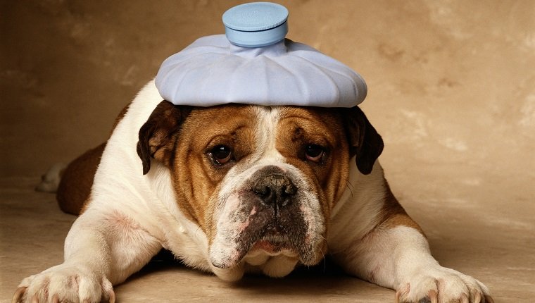 BULLDOG WITH HEADACHE