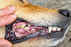 Dog mouth with a cavity in the tooth