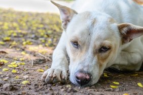 Close up of unhappy white dog.