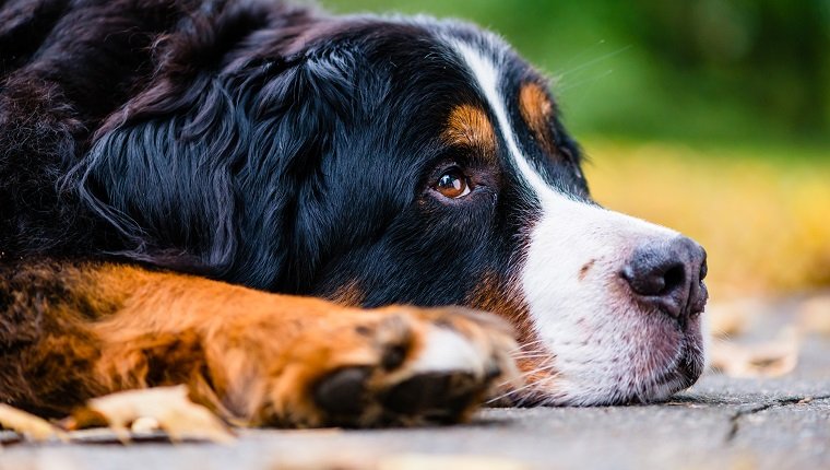 Bernese mountain dog resting in autumn on colorful foliage, close-up shot on head of the animal