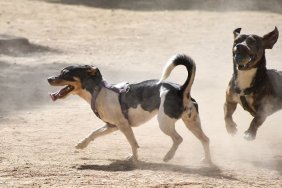 Two small dogs play with a ball on a dusty playground in the park