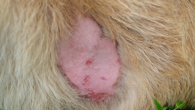 Dog skin disease. The wound on dog.