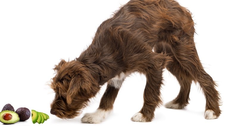Crossbreed, 5 months old, sniffing the ground, tracking against white background