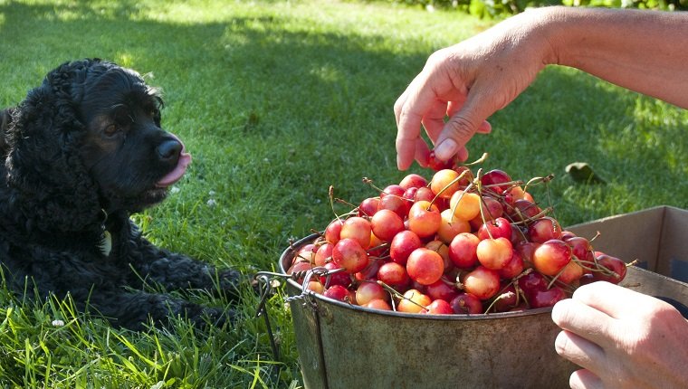 Cocker spaniel eats ripe ranier cherries in the Okanagan, BC.