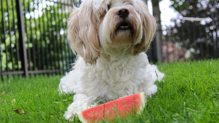 fruit dog