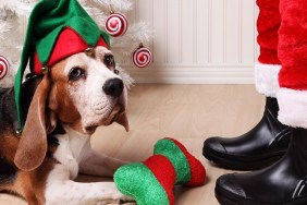 Cute old beagle dog wearing an elf hat in front of Santa