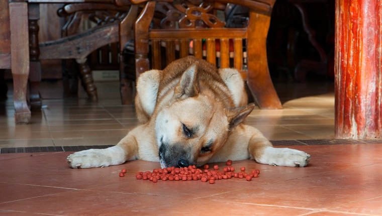 Occasionally, the dog is unwilling to eat. In these cases, it may be lazy or dont like food, Akita japan dog.