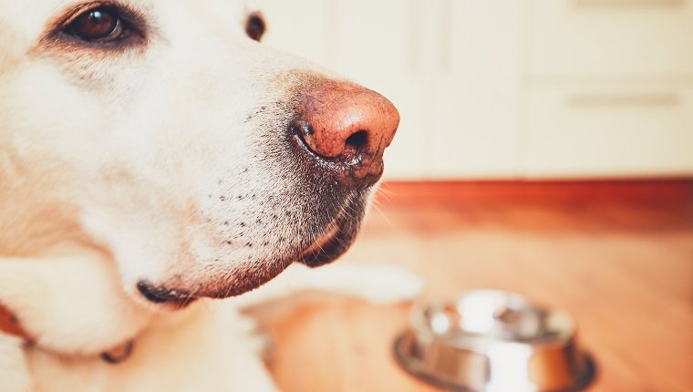 The dog in front of the empty bowl. Hungry labrador retriever waiting for feeding in the kitchen. - selective focus