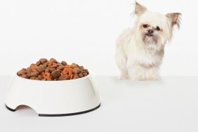 Dog examining bowl of dog food