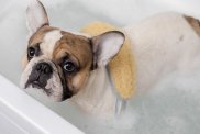 french bulldog takes a bath and wisp of bast