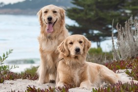 Golden Retriever is a large-sized breed of dog bred as gun dogs to retrieve shot waterfowl such as ducks and upland game birds during hunting and shooting parties, and were named retriever because of their ability to retrieve shot game undamaged.
