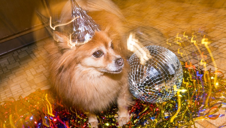 Dog wearing party hat. Dog is a Pomeranian.