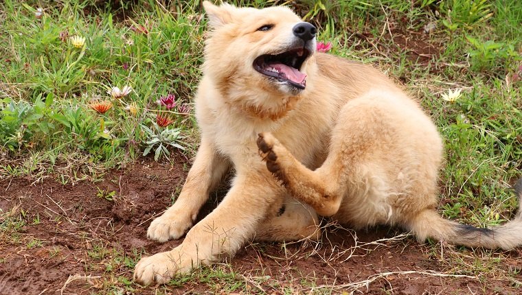 The Pastor garafiano (English for: Garafian Shepherd) is a breed of dog indigenous native of La Palma, Canary Islands. The name receives of the north of the island, of the municipality of Garafía, being the place where the race was more common, although exemplars are found throughout the island. The breed was officially recognized by the Real Sociedad Canina de España in 2003.