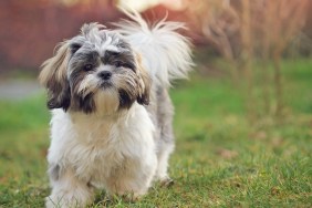 Shih tzu puppy in nature