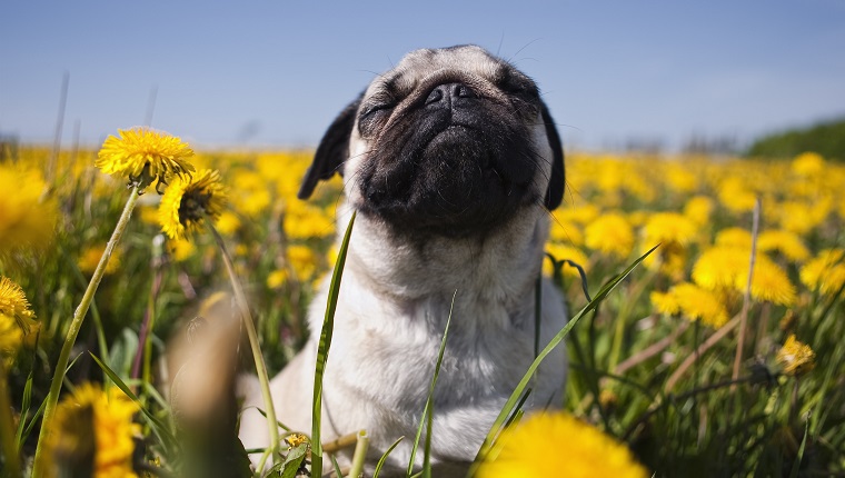 Pug in dandelion meadow, closeup