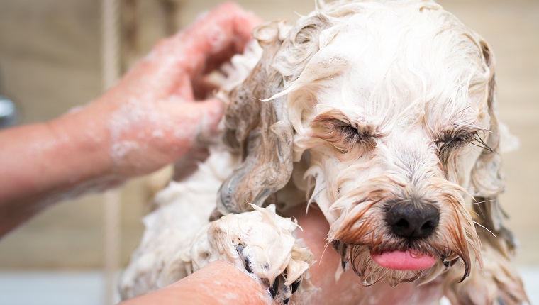 Bathing a dog