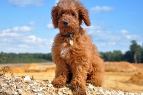 Labradoodle Sitting On Field Against Sky