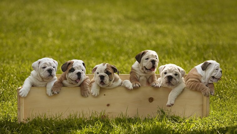 Bulldog Puppies In Box On Grass