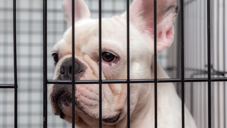 Closed up of french bulldog, lovely pets is playing sleeping in the house