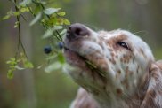 English Setter puppys portrait. Puppy eats blueberries.