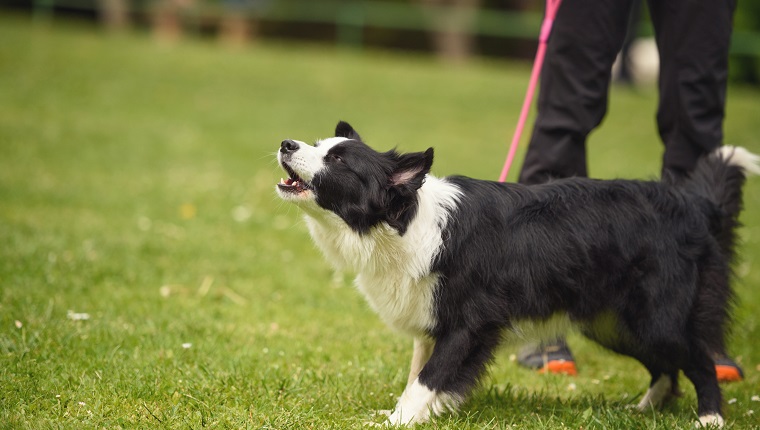 Portrait of a dog, Border Collie on green grass and barking