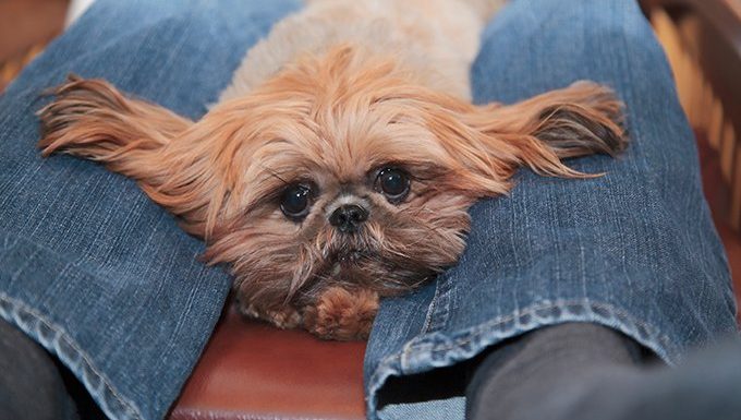 dog lies between humans legs