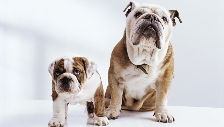 English Bulldog with Puppy