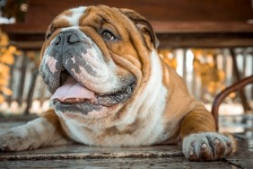 Portrait of young English bulldog