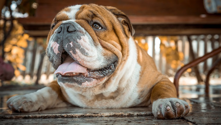 Portrait of young English bulldog