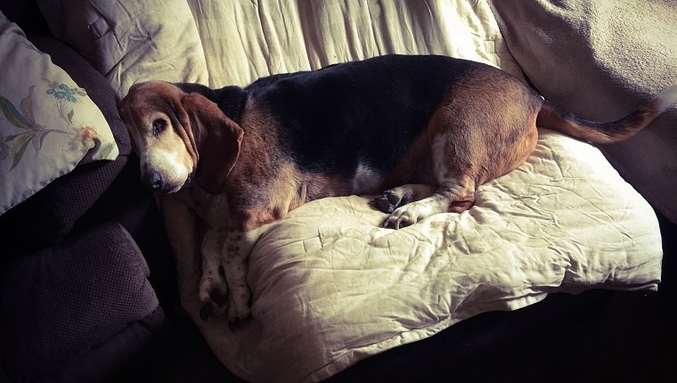 High Angle View Of Dog Sleeping On Sofa