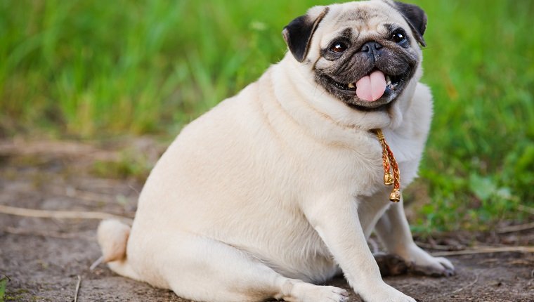 Little fat pug sitting on sidewalk in summer park