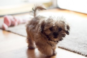 Shihtzu and maltese puppy walking with wagging tail