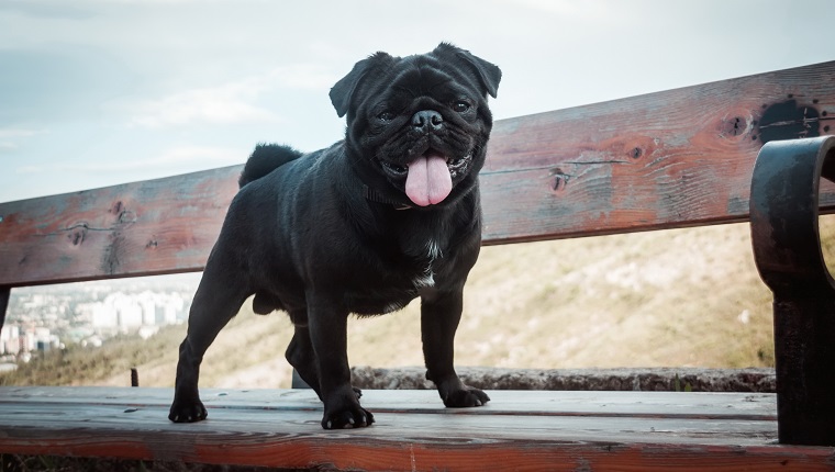 Funny pug dog on the bench