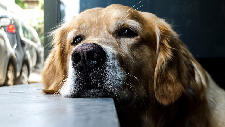 Close-Up Of Dog Looking Away