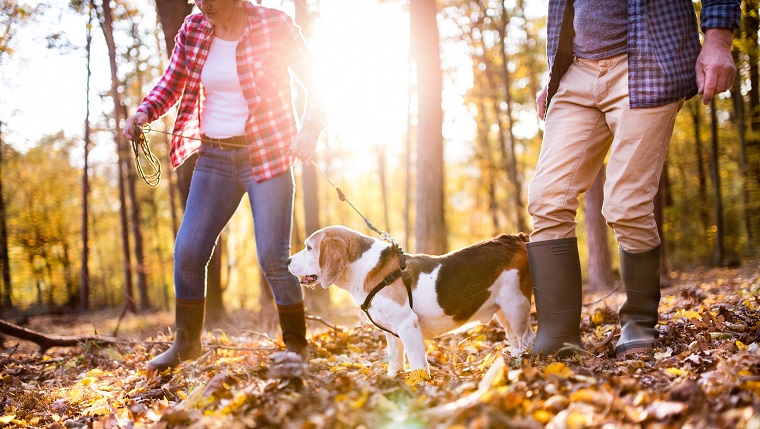 Unreccognizable senior couple with dog on a walk in a beautiful autumn forest.