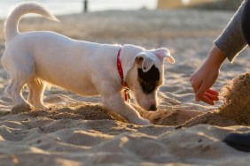 Jack russell digging in sand