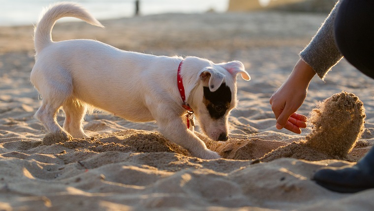 Jack russell digging in sand