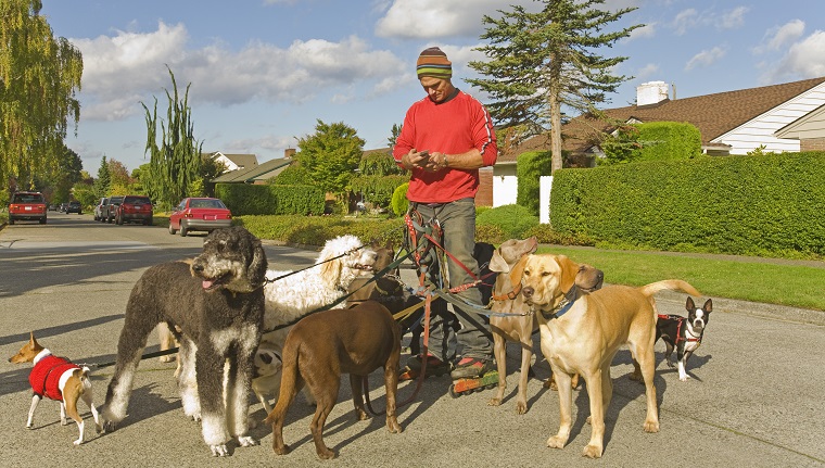 Man on rollerblades walking dogs