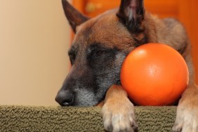 Dog and Ball