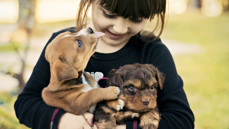 A little girl playing with two cute puppies.