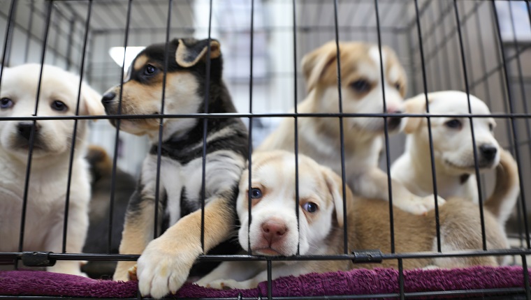 Litter of puppies in animal shelter. Australian Shepherds