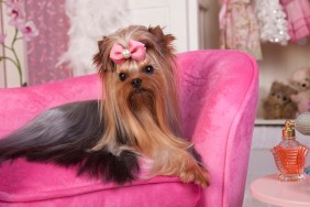 Beautiful Yorkshire terrier lying on a pink lounge chair in her dressing room getting a beauty treatment and lots of beauty rest. Beauty Salon Spa Treament Concept