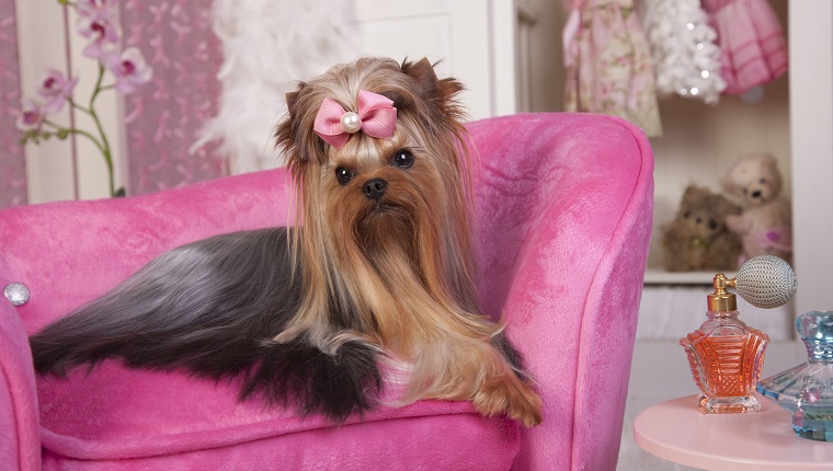 Beautiful Yorkshire terrier lying on a pink lounge chair in her dressing room getting a beauty treatment and lots of beauty rest. Beauty Salon Spa Treament Concept