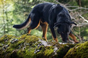 Close-Up Of Dog Outdoors