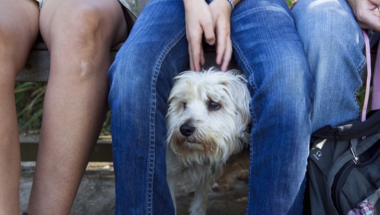 A samll dog looking nervous hides behind its owner for comfort as it looks out.