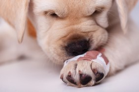 Cute labrador puppy dog leaning its muzzle on a hurting paw with a bandage - sniffing the unusual coating, closeup